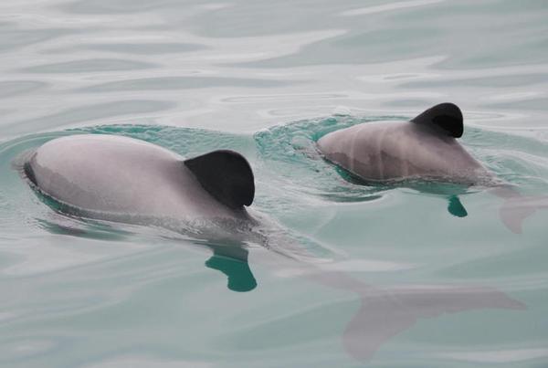 Rare Hector's dolphin calves spotted in Akaroa Harbour is good news for a species that is on the endangered list. 